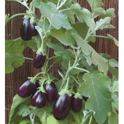 Aubergine Mixed colours ±500g